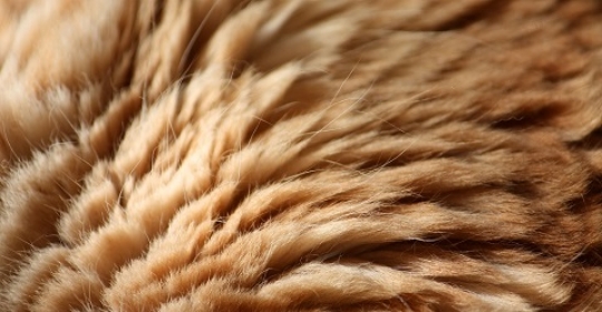 Что теплее: мех или шерсть? Детальное сравнение и неожиданный третий игрок