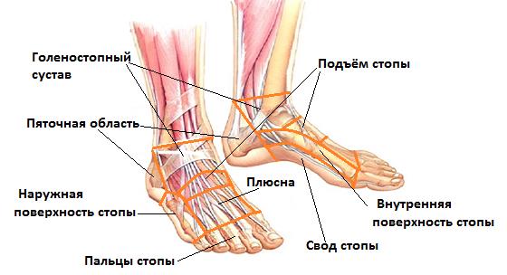 Анатомия стопы
